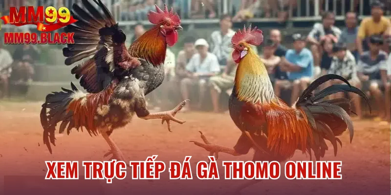 Hướng dẫn xem trực tiếp đá gà Thomo online