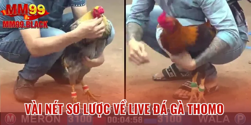 Vài nét sơ lược về live đá gà Thomo